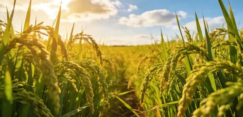 laatste bedrijfskennis over Zeg afscheid van de weer-afhankelijke rijstdroging: Rijstdrogers met lage temperatuur die de gouden kwaliteit van elk graan bewaren